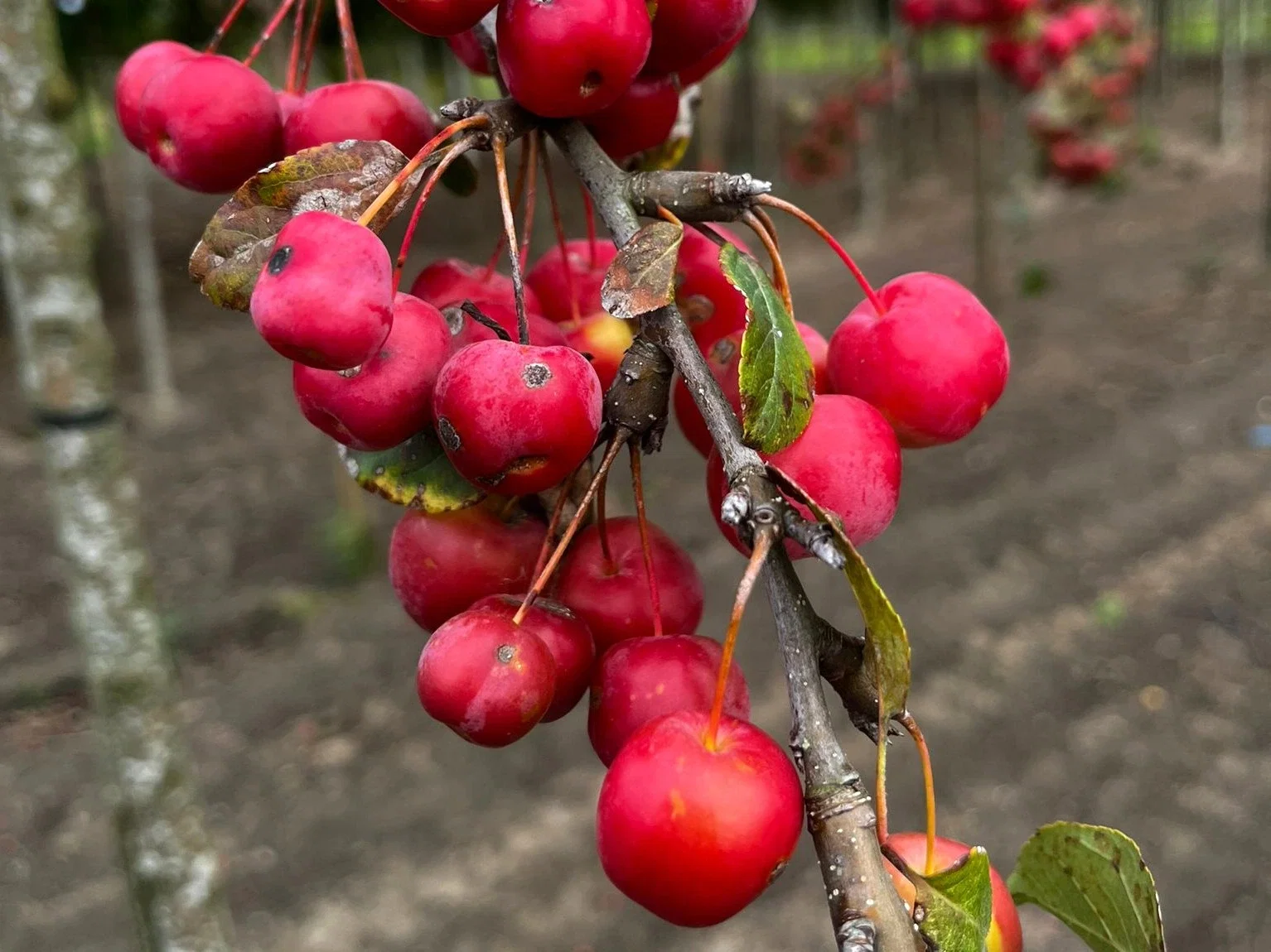 Malus Red Sentinel Spalierbaum (Zierapfel)-6