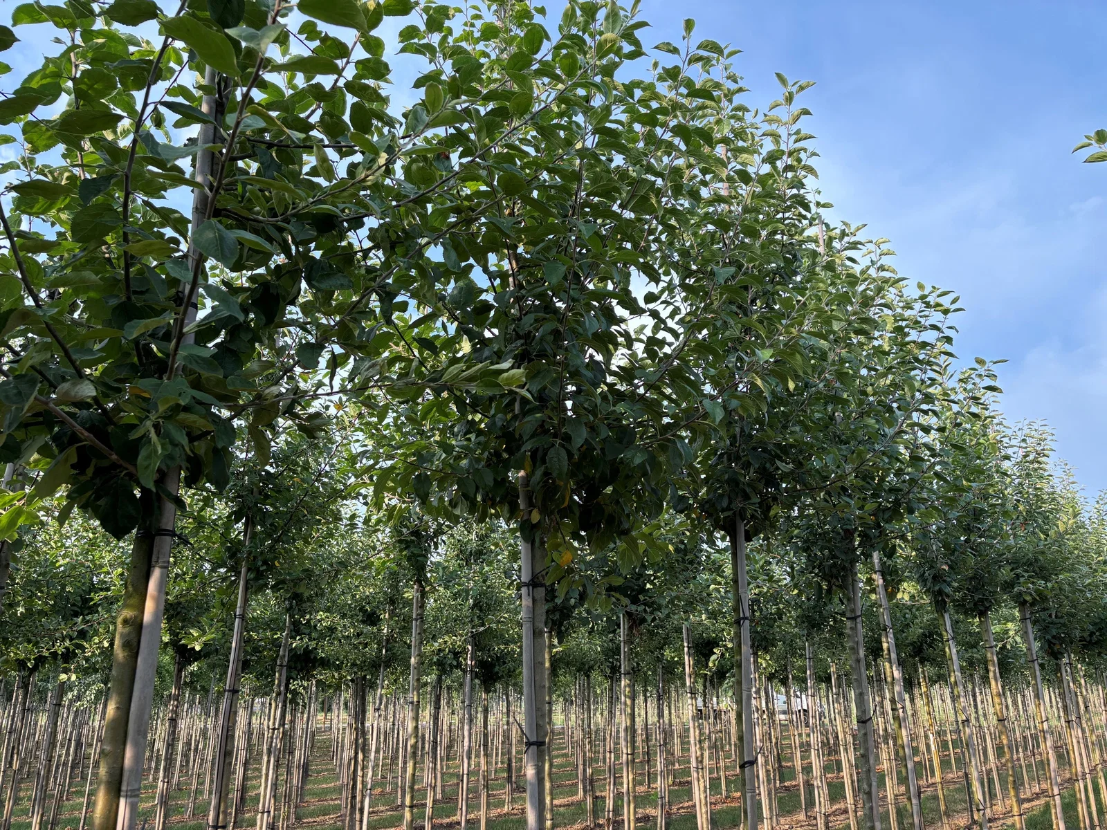 Malus Sylvestris (Wilder Apfelbaum)-1