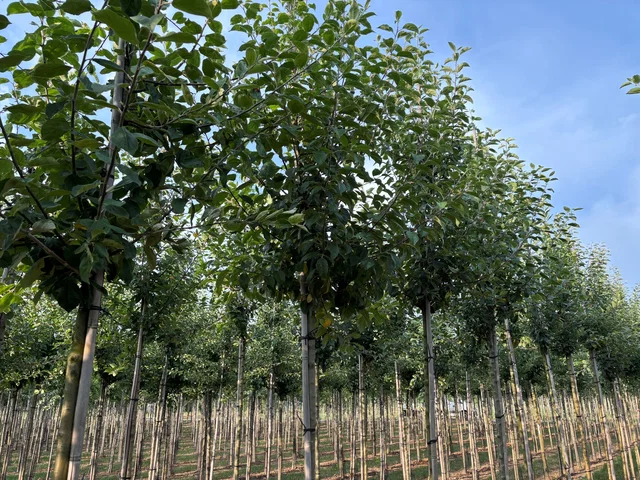 Malus Sylvestris (Wilder Apfelbaum)