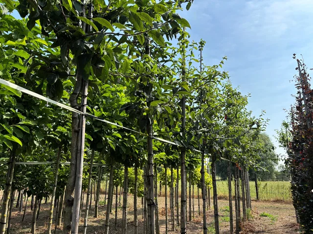 Mespilus Germanica (Mispel)