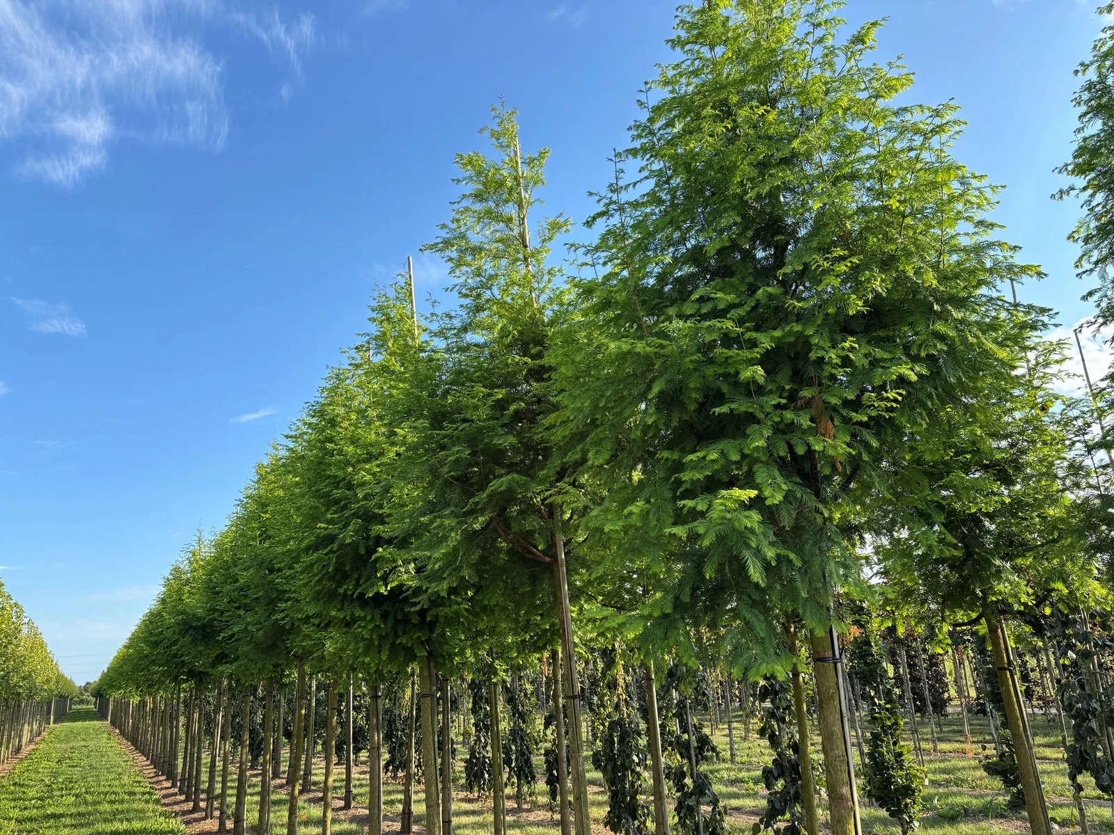Metasequoia Glyptostroboides (Urweltmammutbaum)-1