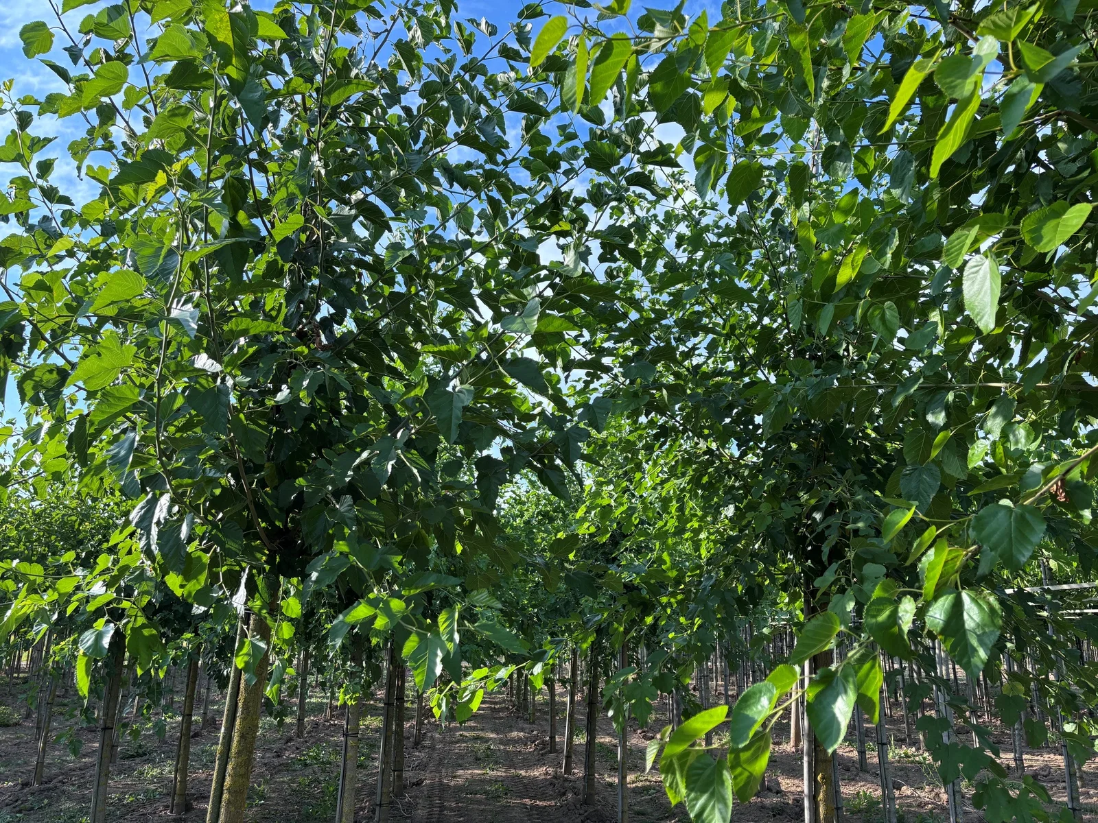 Morus Alba (Weiße Maulbeere)-1