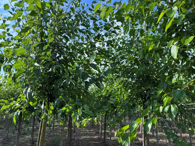 Morus Alba (Weiße Maulbeere)