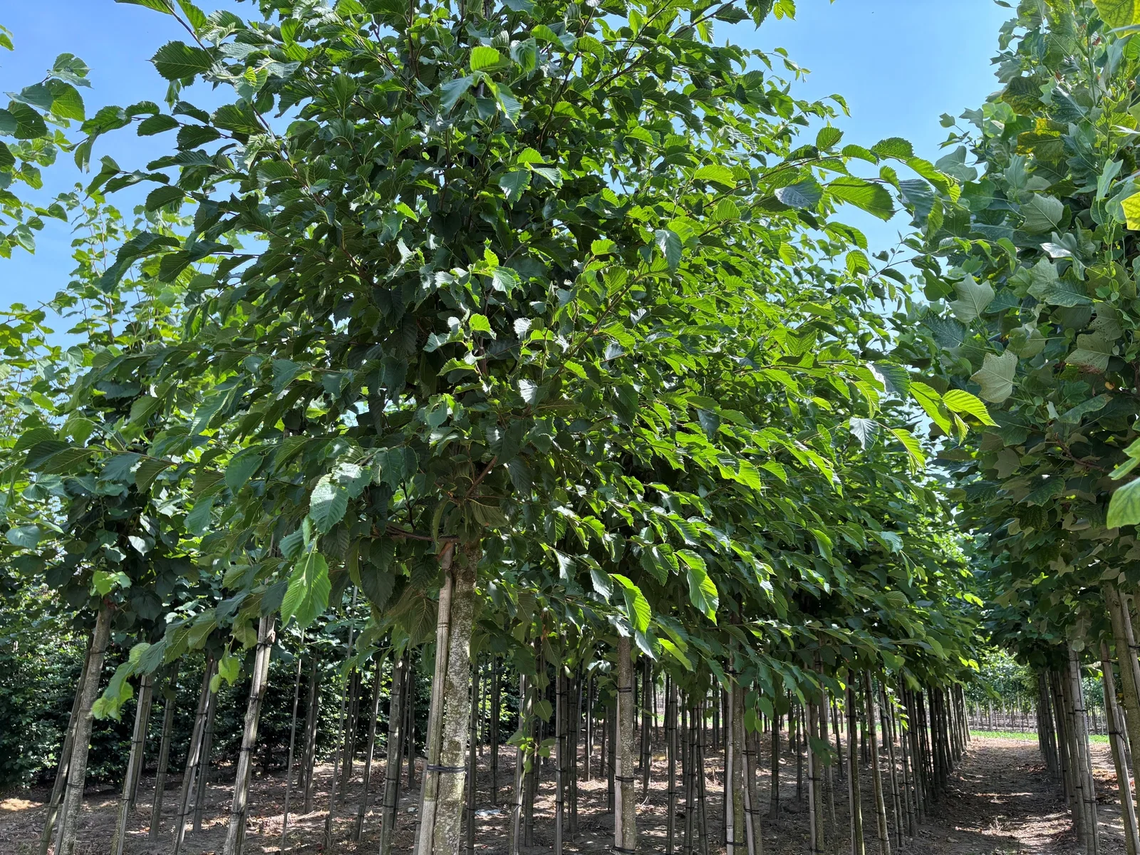 Ostrya Carpinifolia (Europäische Hopfenbuche)-3