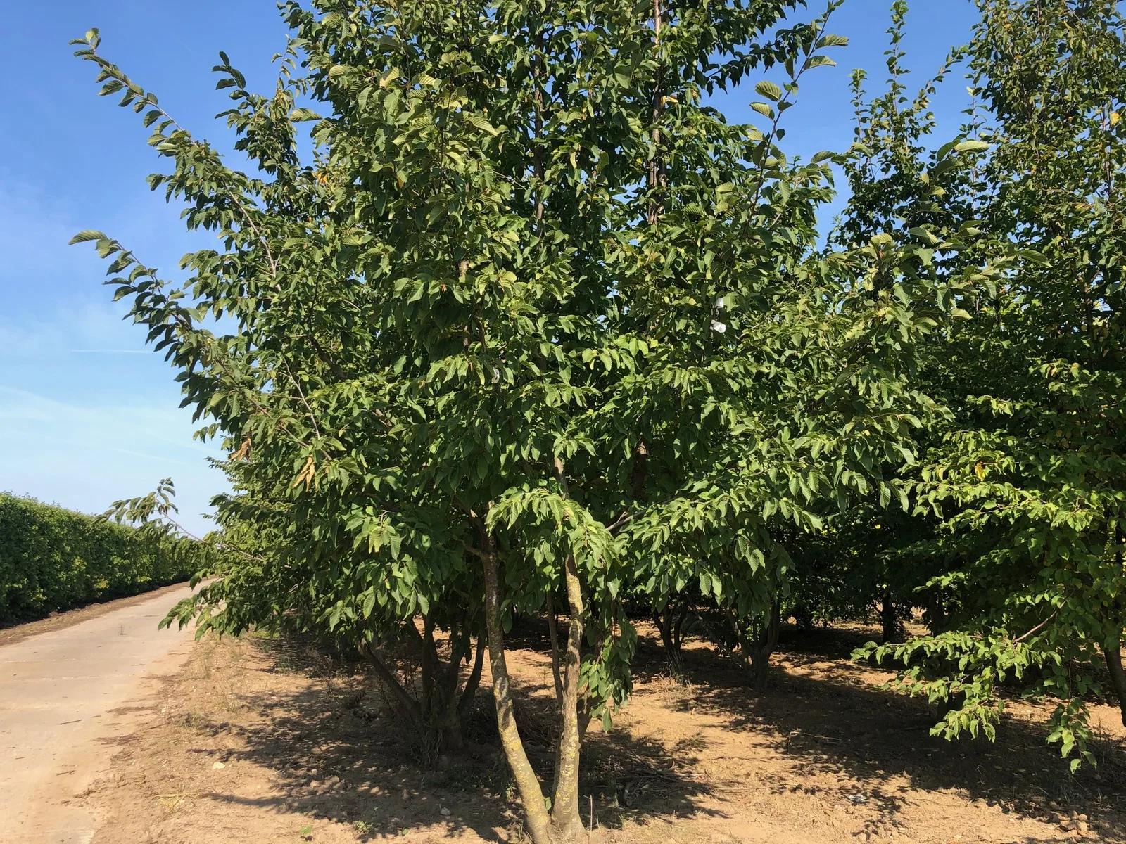 Ostrya Carpinifolia Mehrstämmig (Hopfenbuche)-1