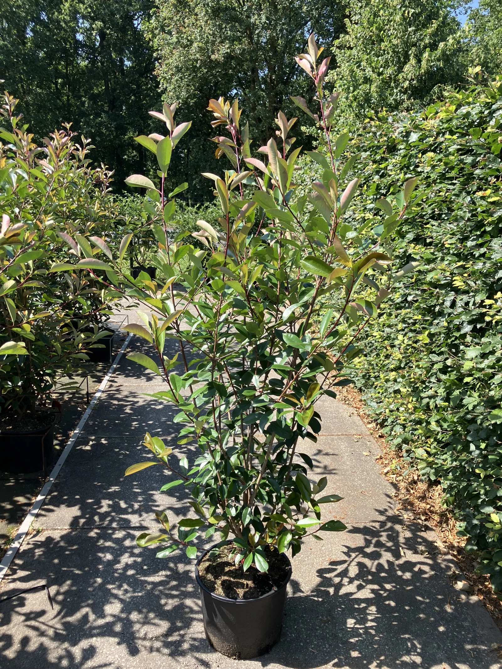 Photinia Fraseri Red Robin Strauch (Glanzmispel)-4