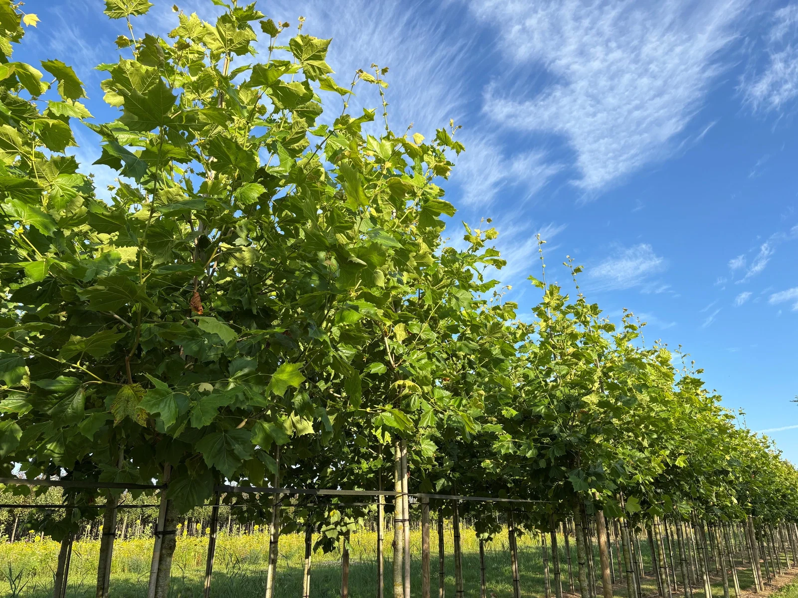 Platanus Hispanica (Ahornblättrige Platane)-5