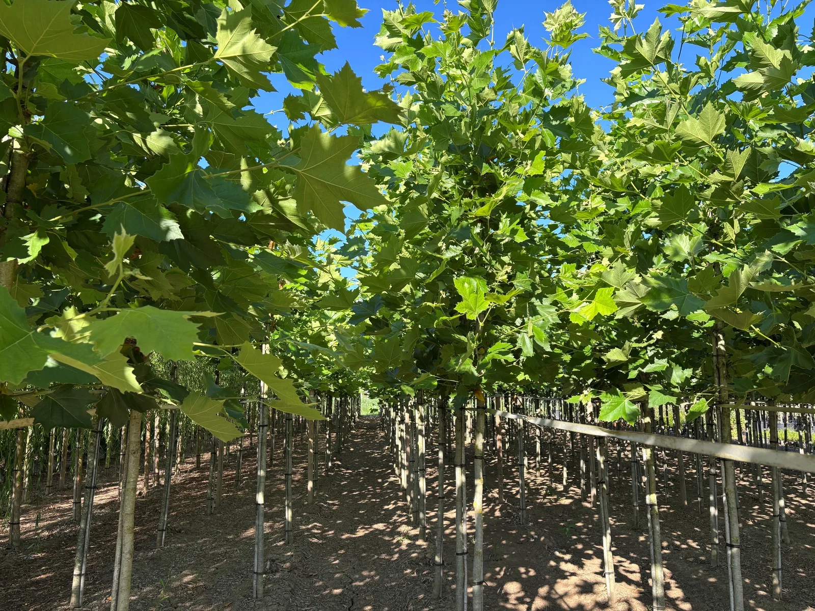 Platanus Hispanica (Plataan)-2
