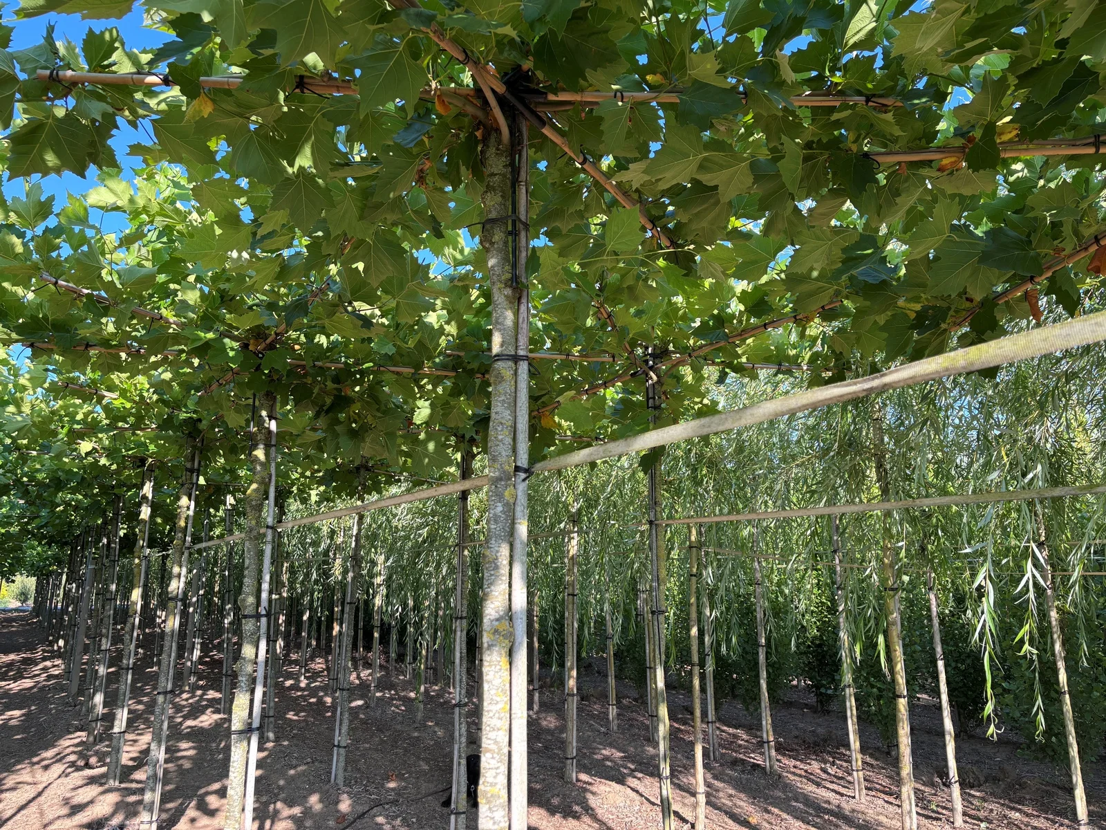 Platanus Hispanica Dachform (Ahornblättrige Platane)-6