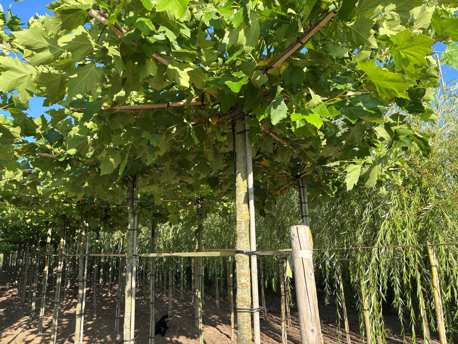Dakplataan stevig formaat (Platanus Hispanica)-1