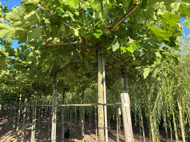 Platanus Hispanica Mittelgroß Dachform (Ahornblättrige Platane)