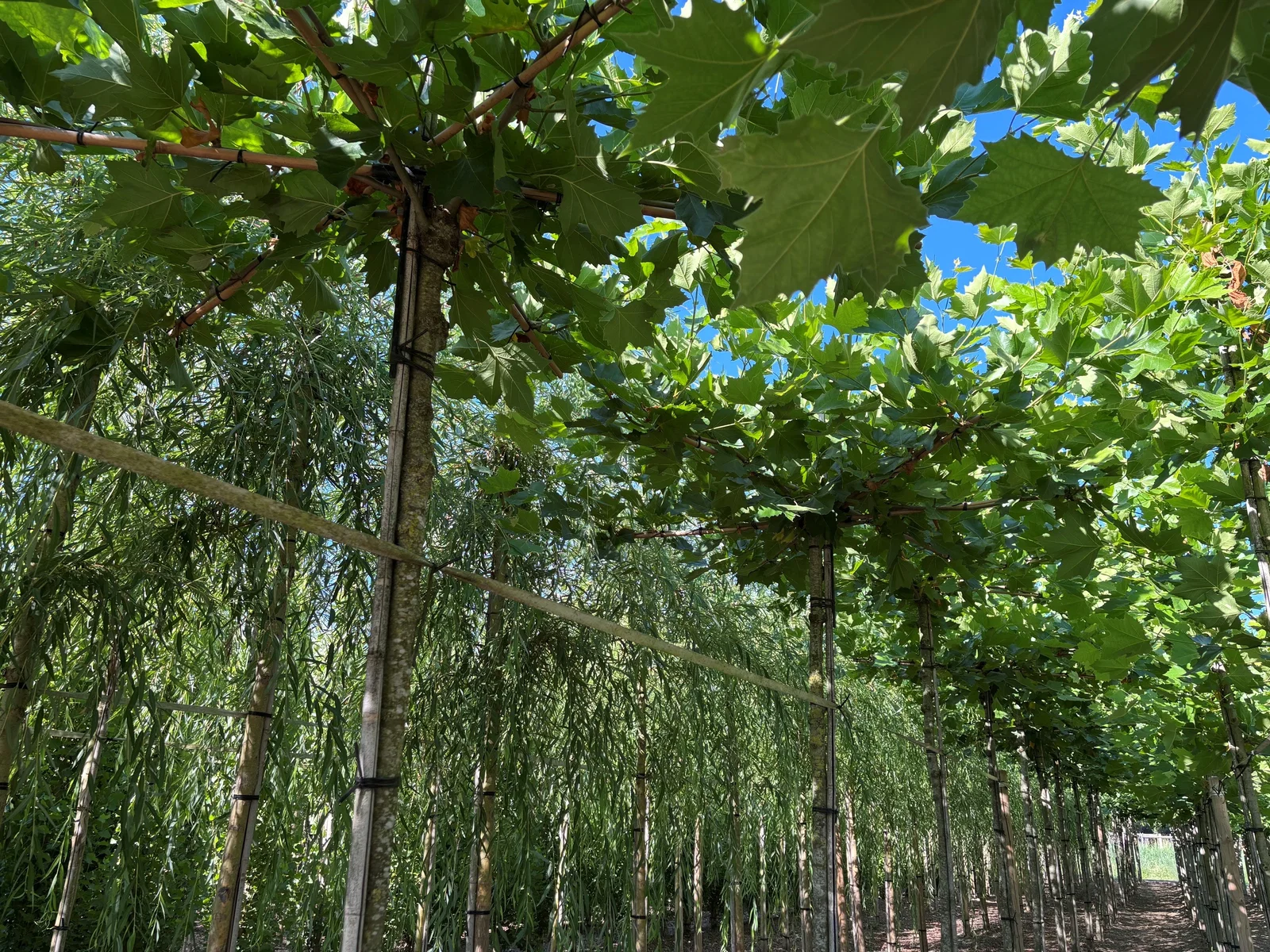 Platanus Hispanica Dachform (Ahornblättrige Platane)-7