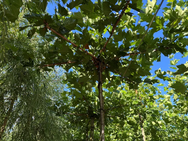Platanus Hispanica Dachform (Ahornblättrige Platane)