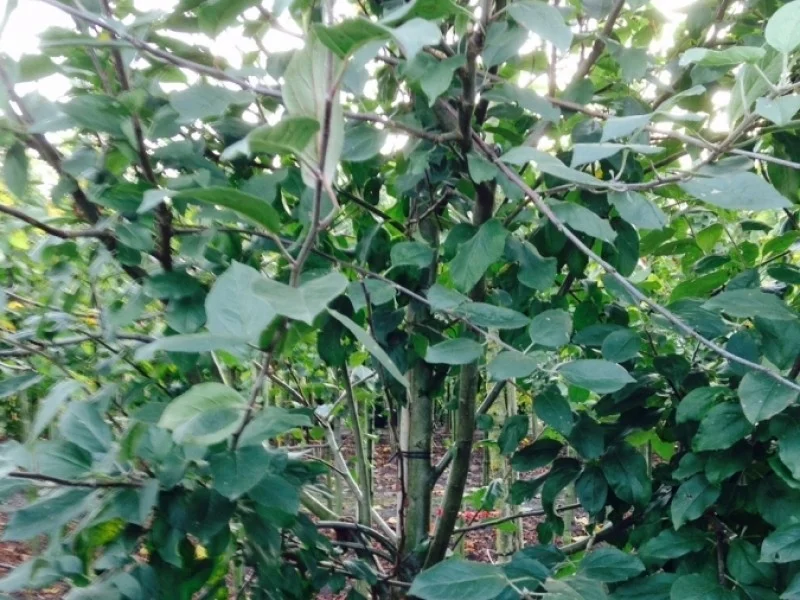 Prunus d. Opal (Zoete Pruim)-6