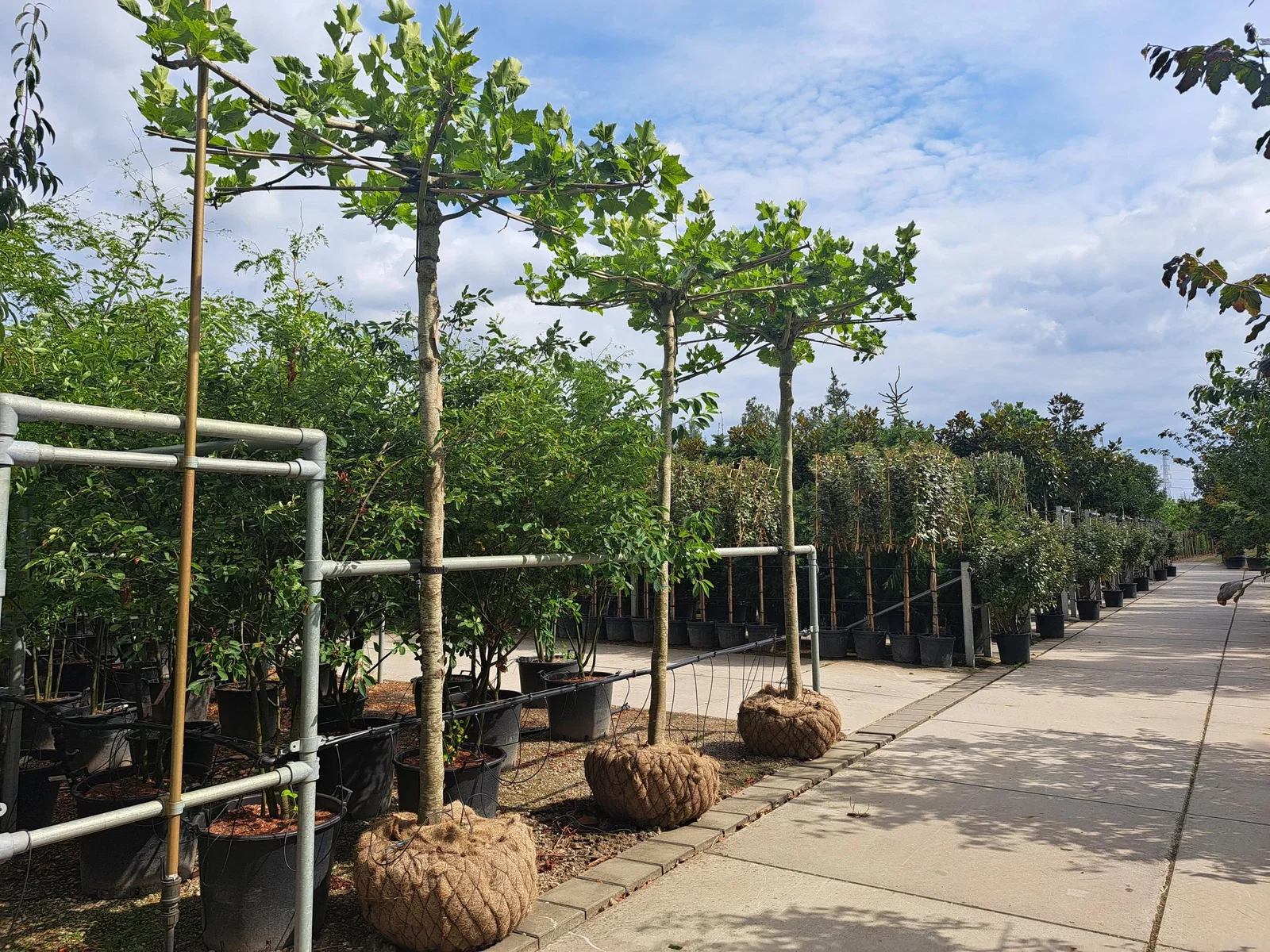 Platanus hispanica mehrjährige Dachform (Ahornblättrige Platane)-6