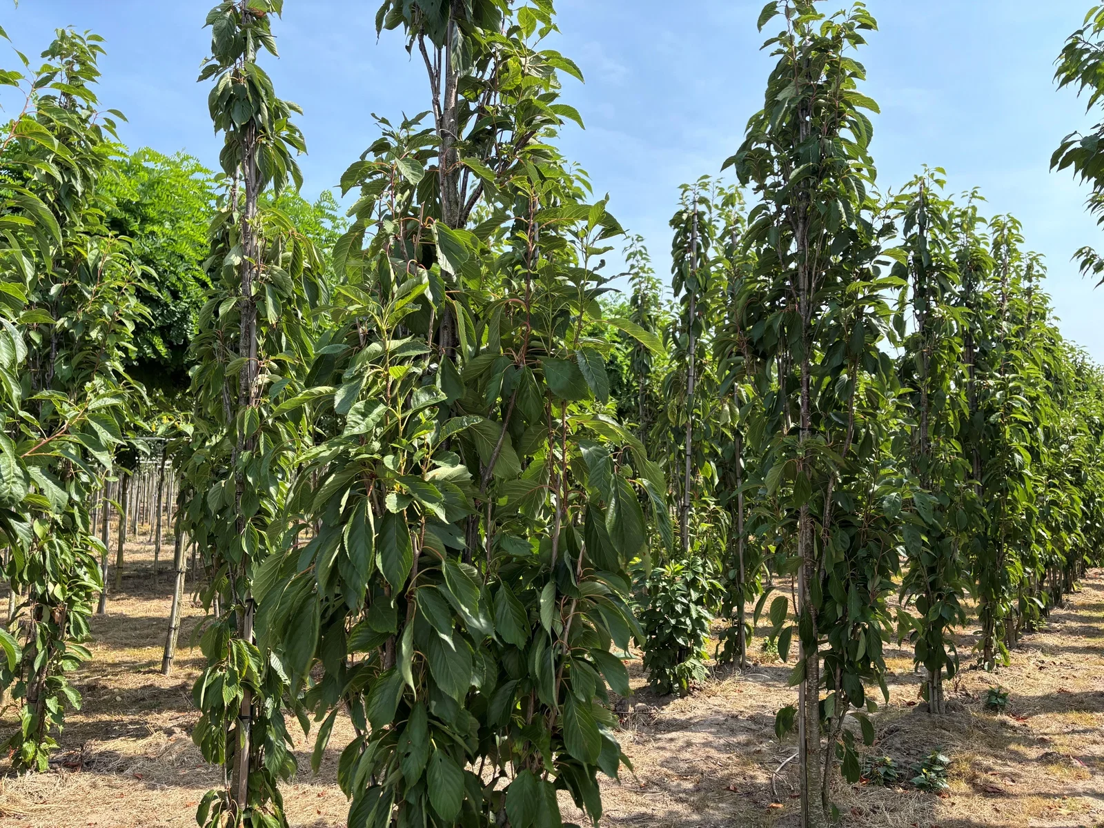 Prunus Serrulata Amanogawa (Säulenkirsche)-1