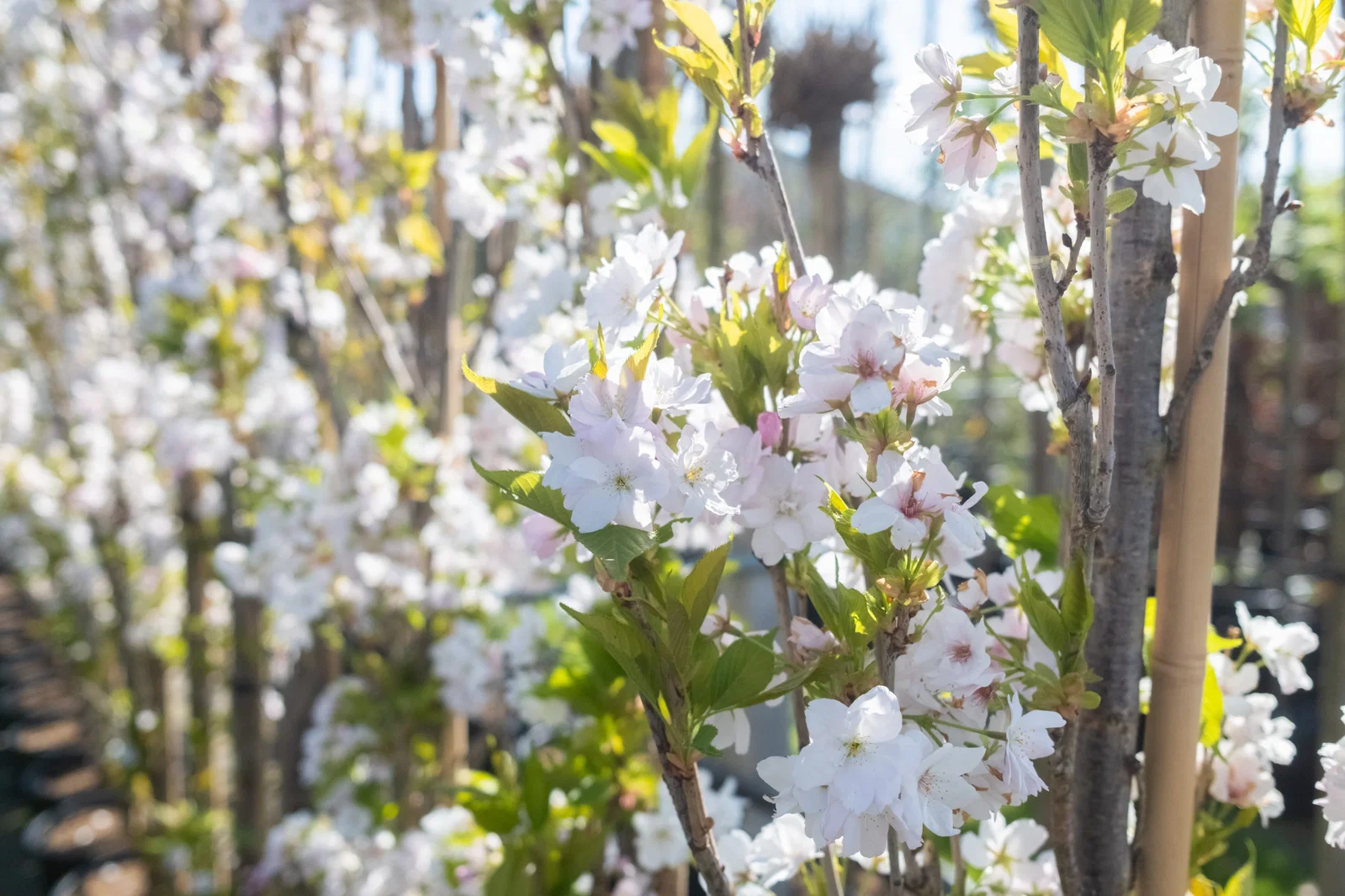 Prunus serr. Amanogawa Mehrstämmig (Säulenzierkirsche)-2