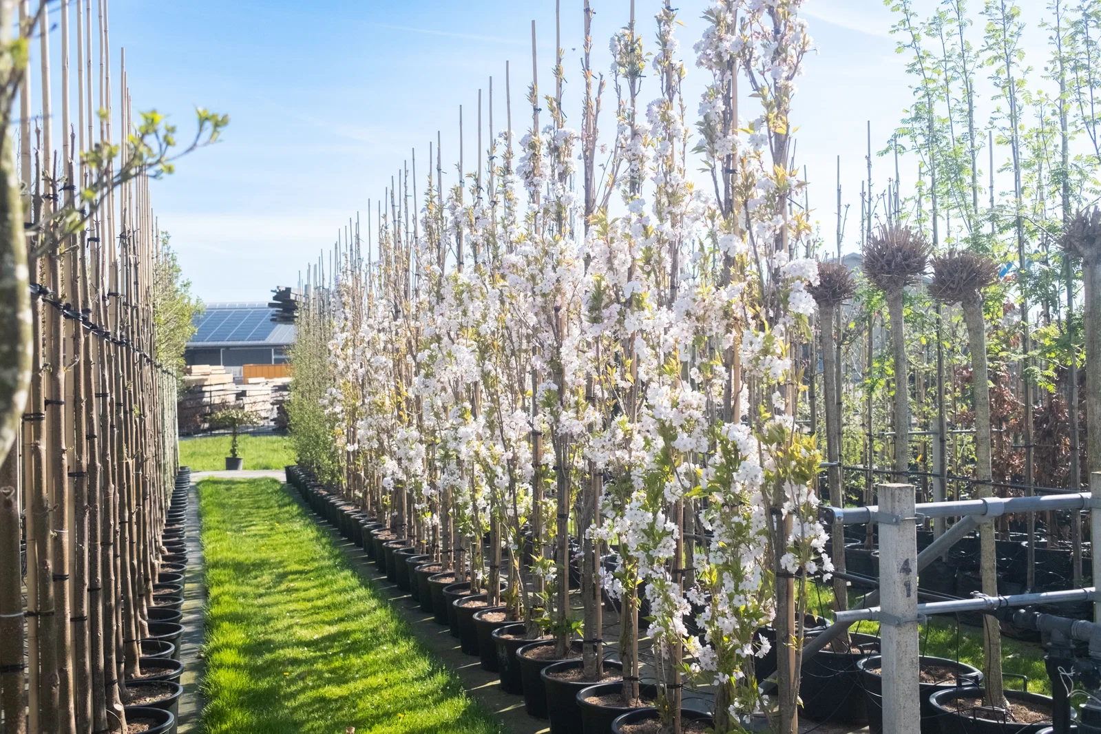 Prunus Serrulata Amanogawa (Säulenkirsche)-4