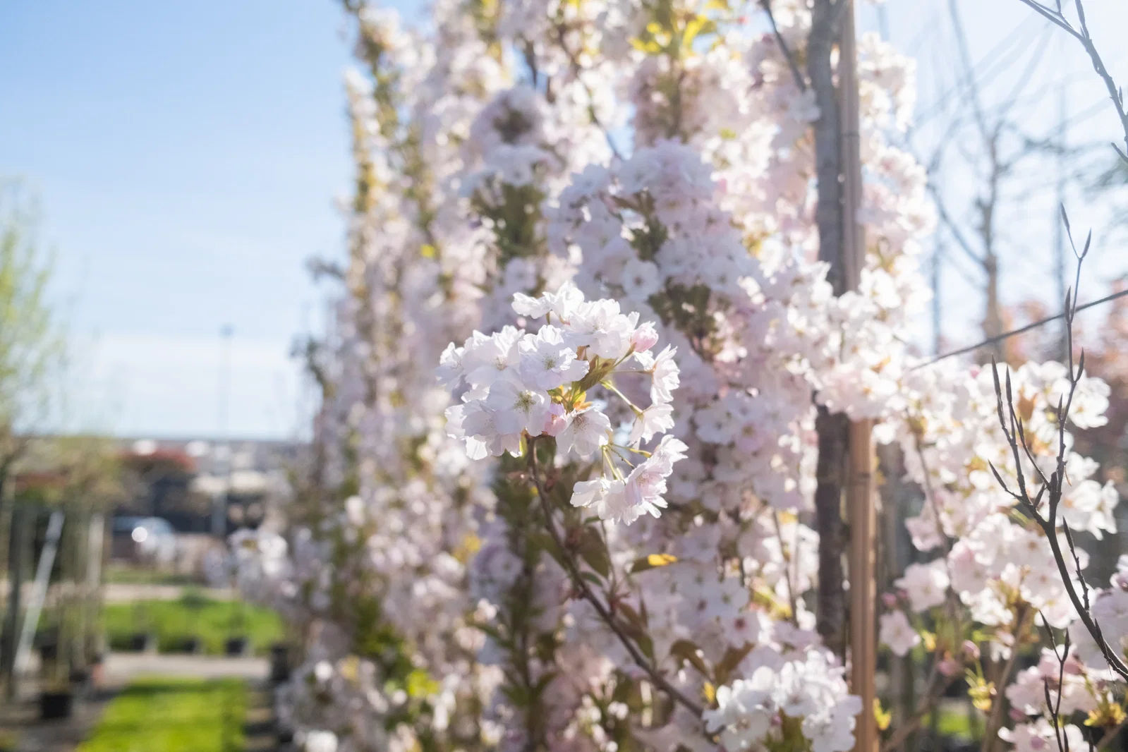 Prunus serr. Amanogawa Mehrstämmig (Säulenzierkirsche)-3