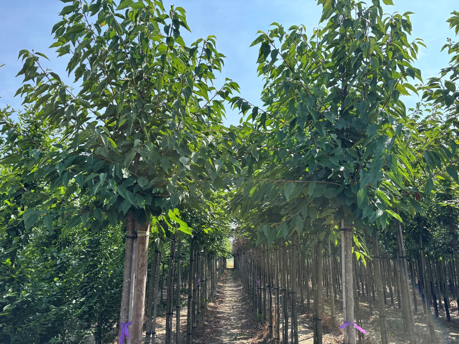 Prunus Avium Plena (Süße Zierkirsche)-1