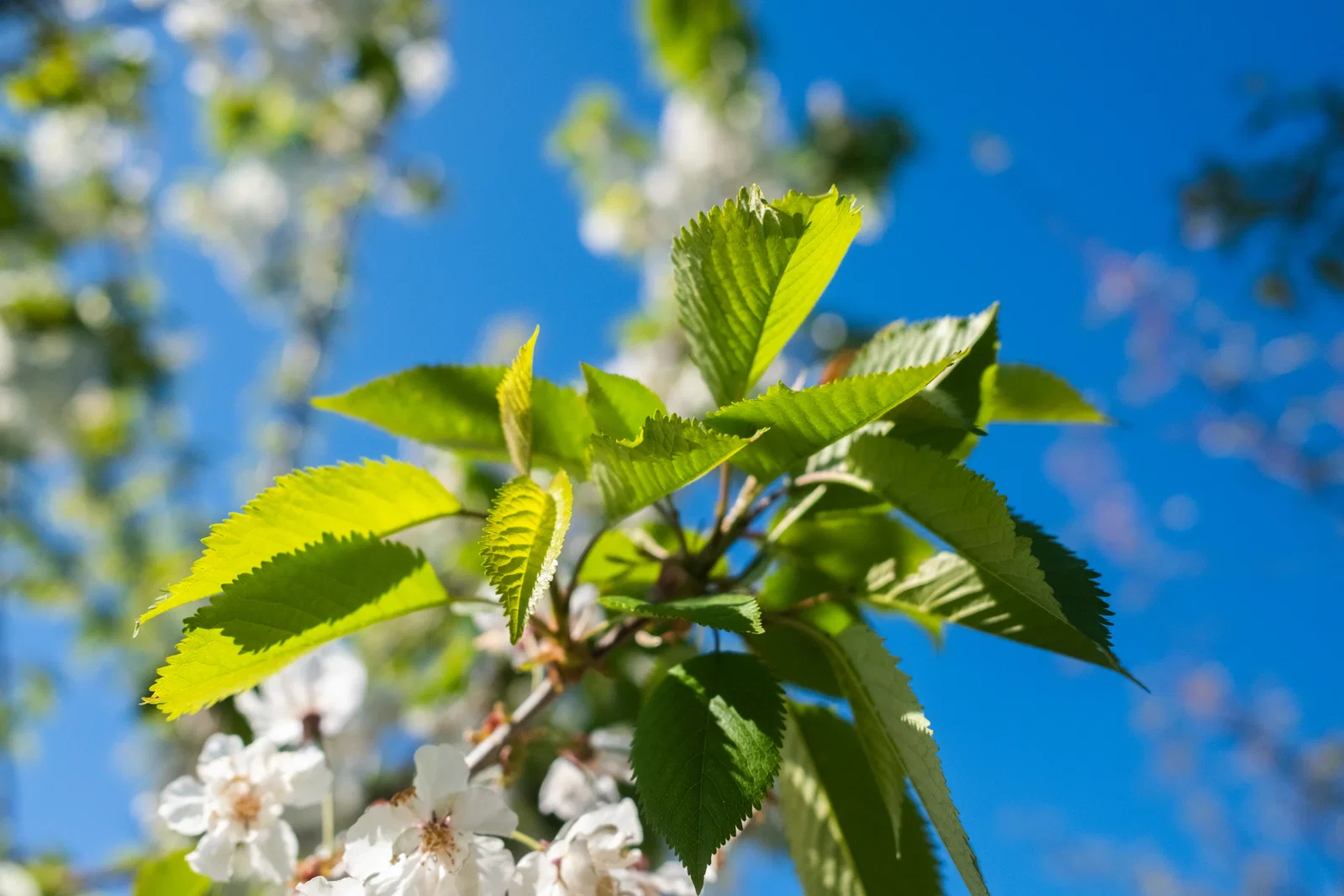 Prunus Avium Plena (Süße Zierkirsche)-5