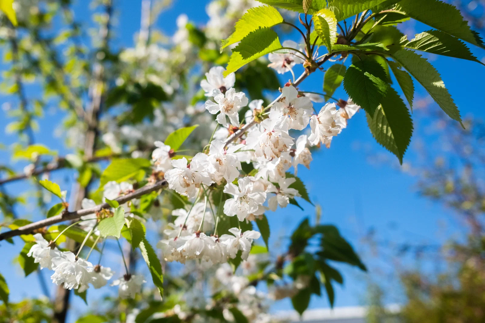 Prunus Avium Plena (Süße Zierkirsche)-2