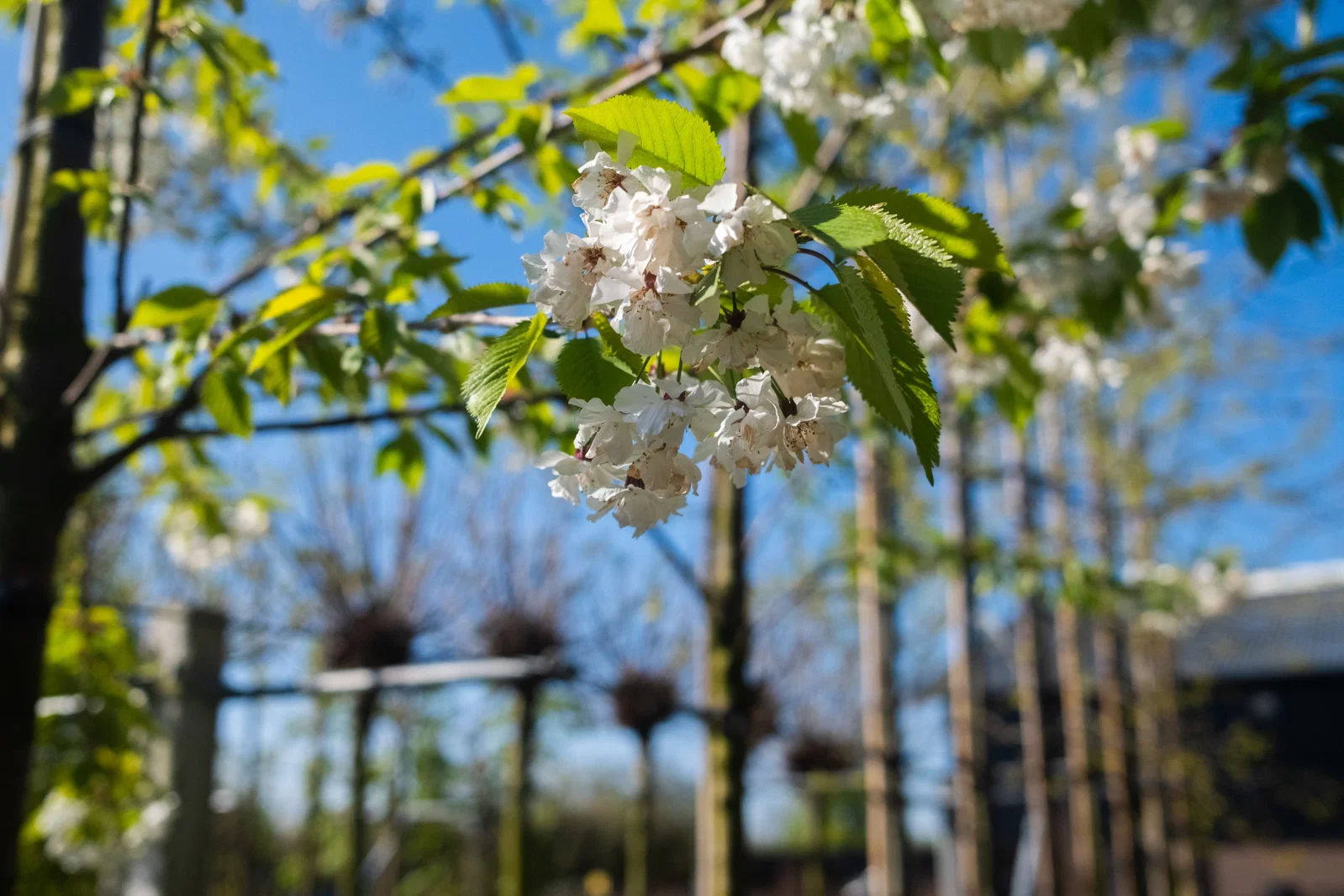 Prunus Avium Plena (Süße Zierkirsche)-4