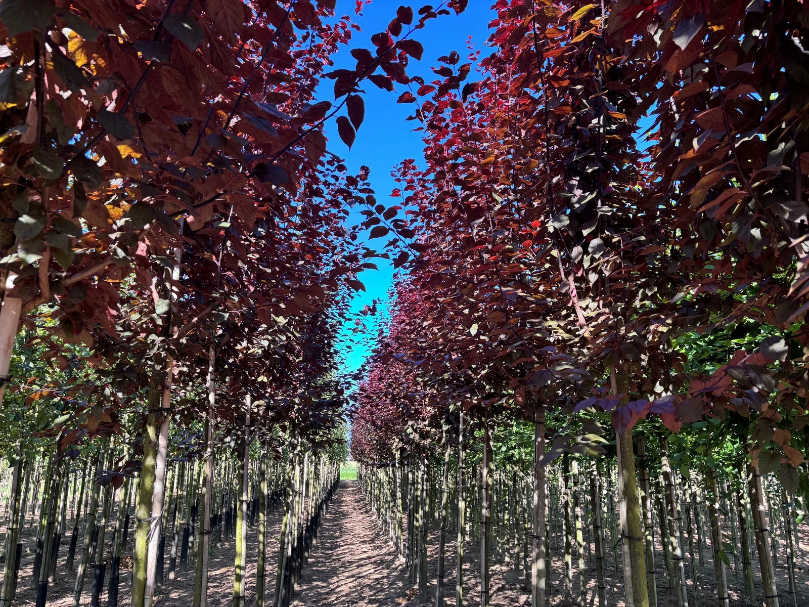 Prunus Cerasifera Nigra (Sierpruim)-7