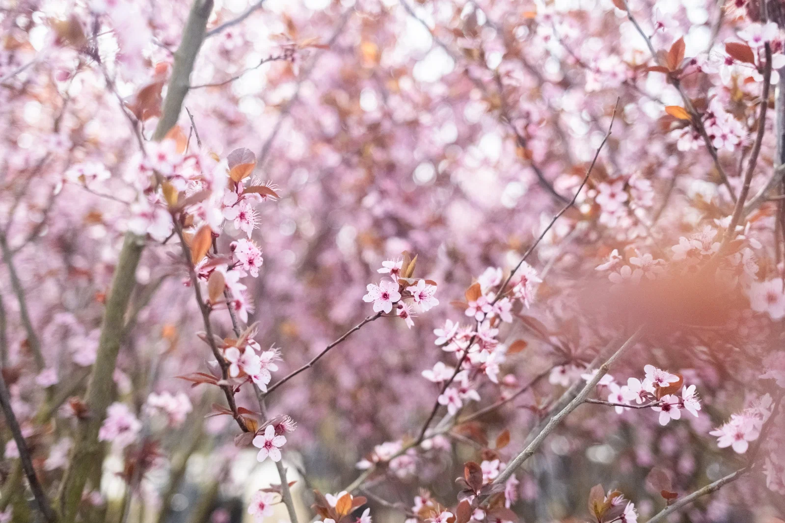Prunus Cerasifera Nigra Mehrstämmig (Blutpflaume)-2