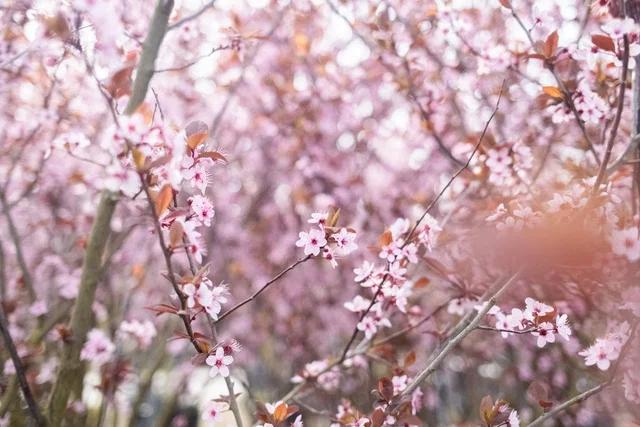 Prunus Cerasifera Nigra Halbstamm (Blutpflaume)
