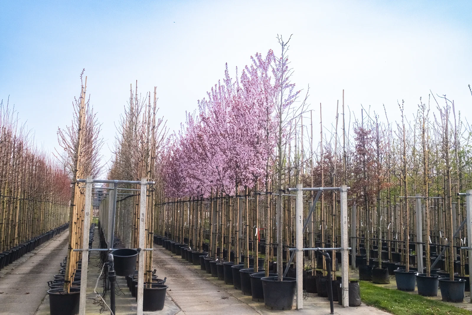 Prunus Cerasifera Nigra (Sierpruim)-2