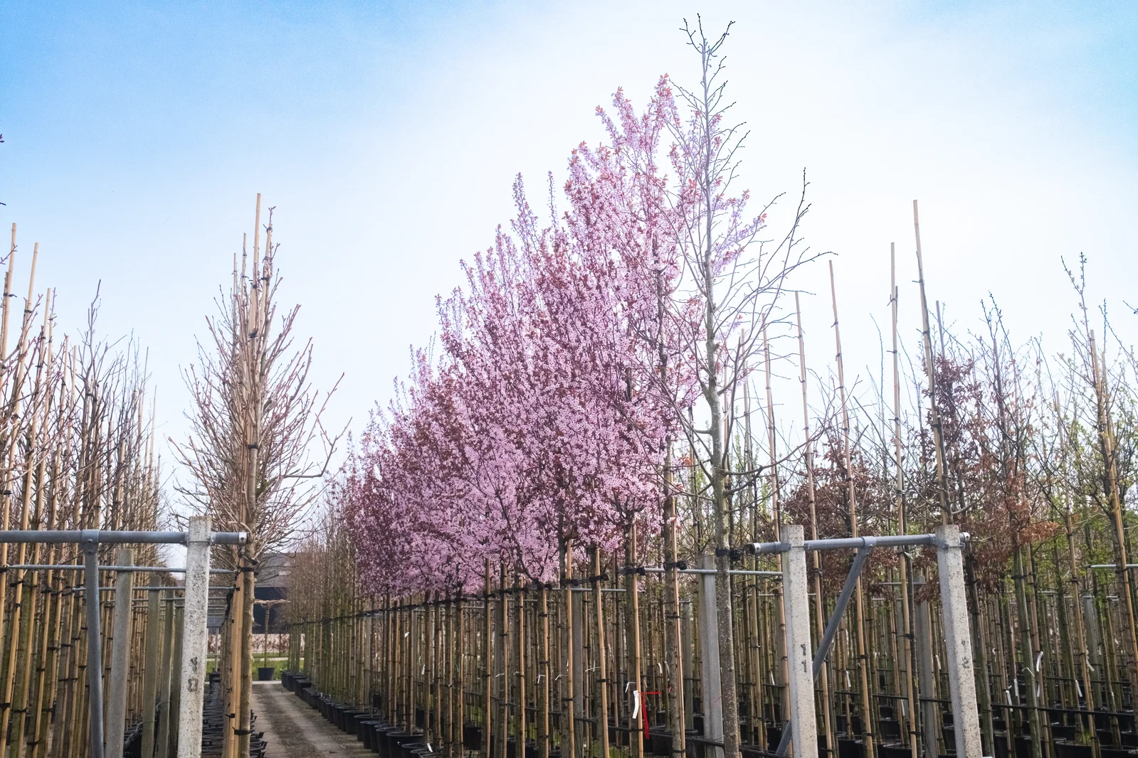 Prunus Cerasifera Nigra (Sierpruim)-5