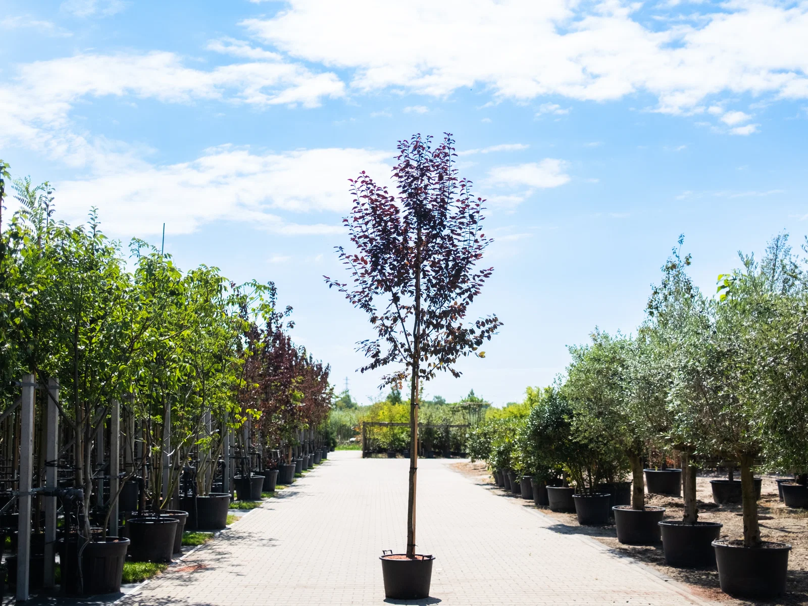 Prunus Cerasifera Nigra (Sierpruim)-4