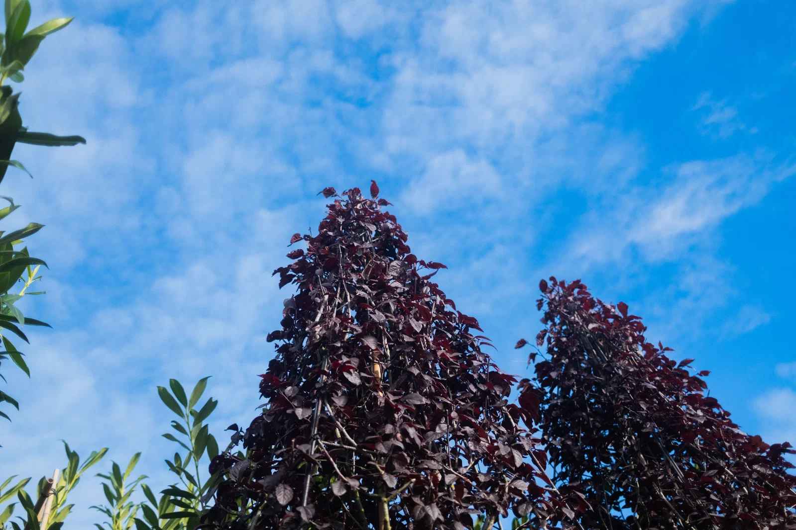 Prunus Cerasifera Nigra Piramide (Sierpruim)-6