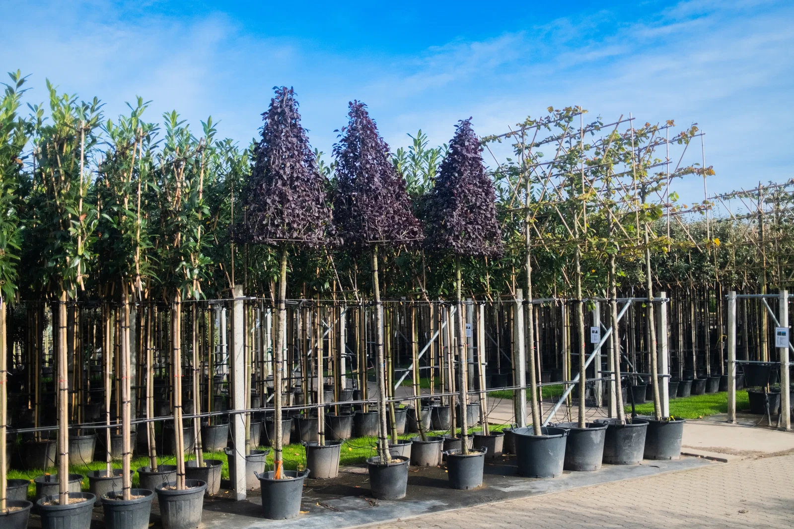 Prunus Cerasifera Nigra Piramide (Sierpruim)-1