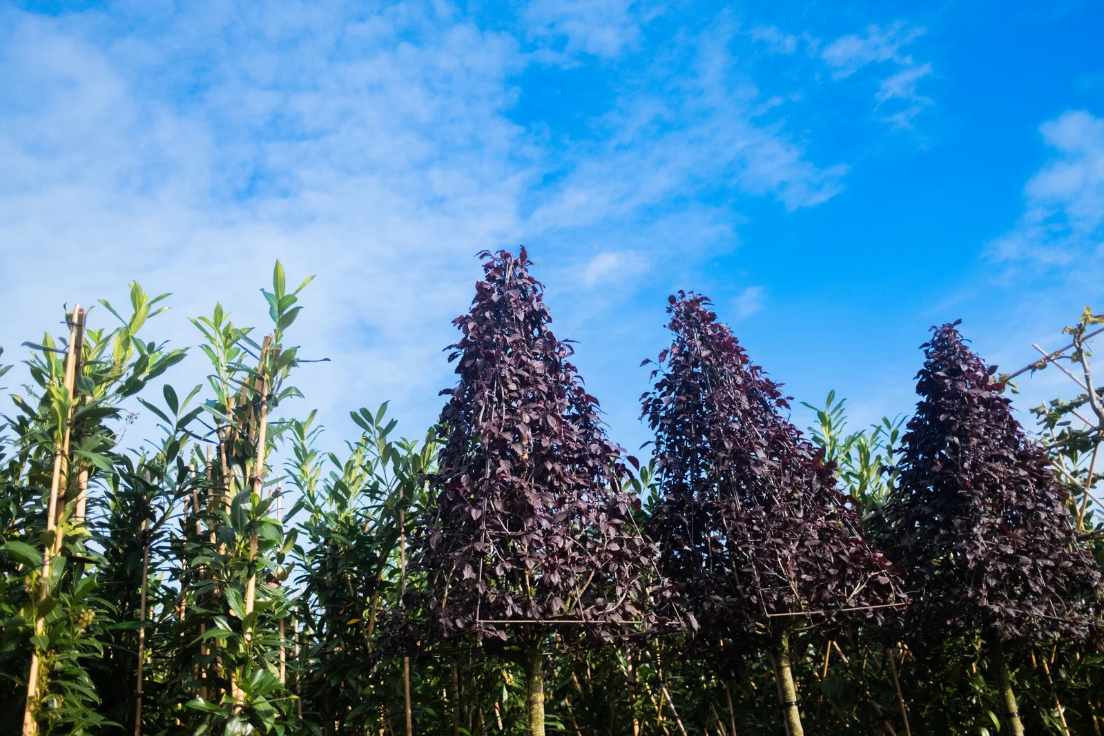 Prunus Cerasifera Nigra Piramide (Sierpruim)-5