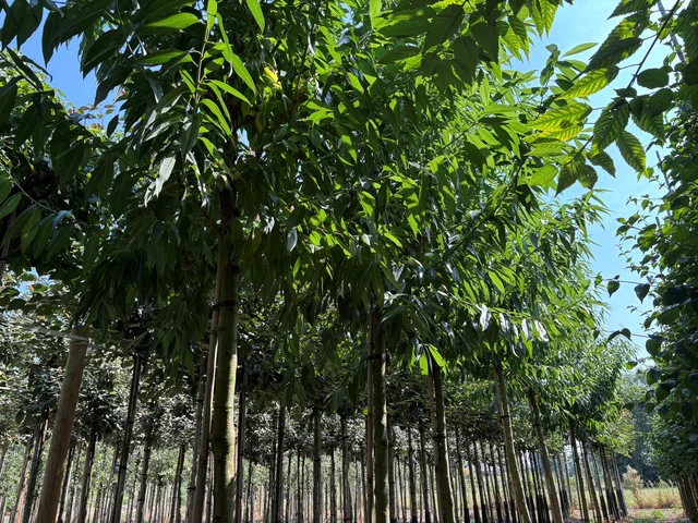 Prunus Dulcis (Amandelboom)
