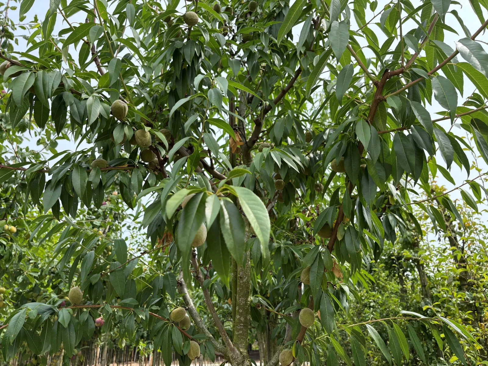 Prunus Dulcis (Amandelboom)-10