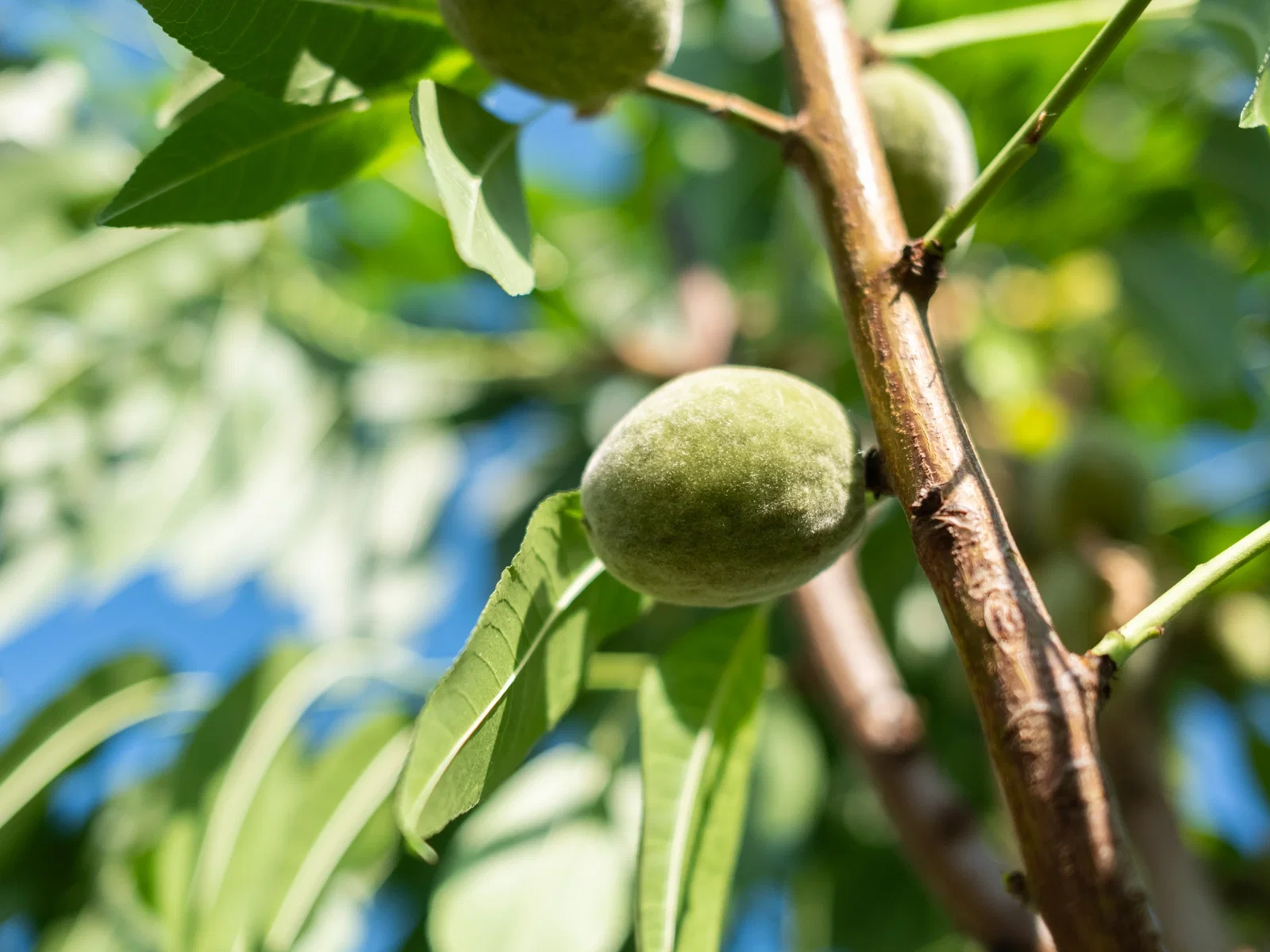 Prunus Dulcis (Amandelboom)-5