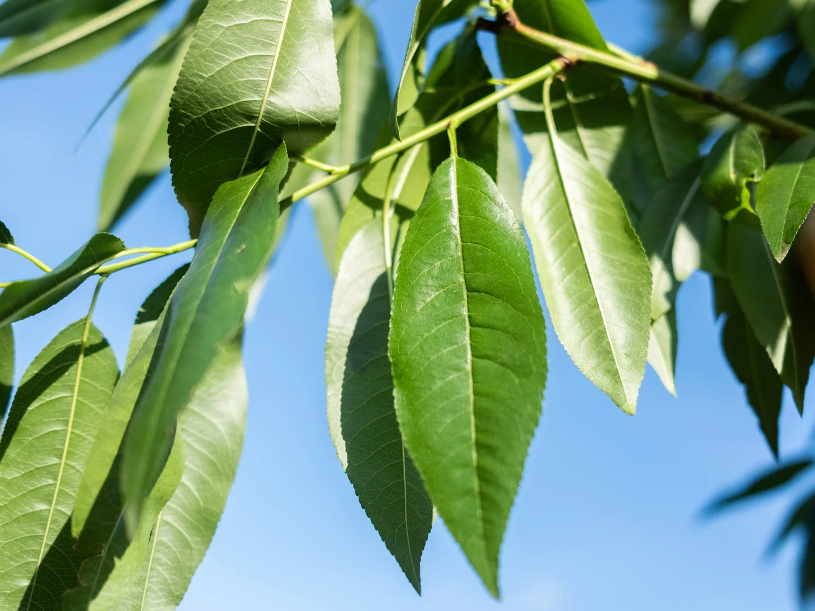 Prunus Dulcis (Amandelboom)-9