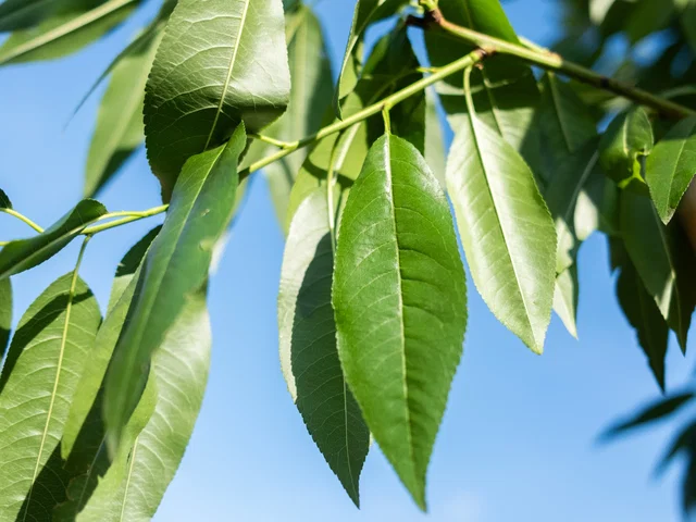 Prunus Dulcis Avijor Halbstamm (Mandelbaum)