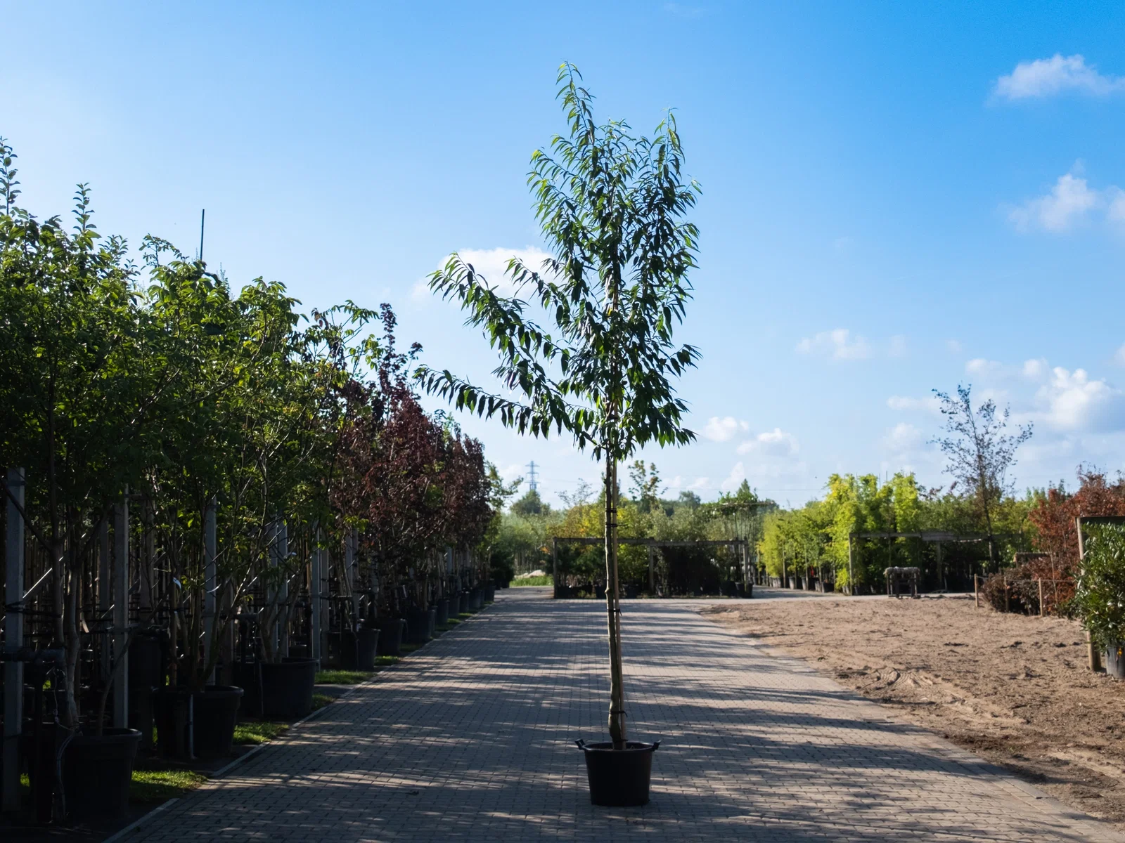 Prunus Dulcis (Amandelboom)-3