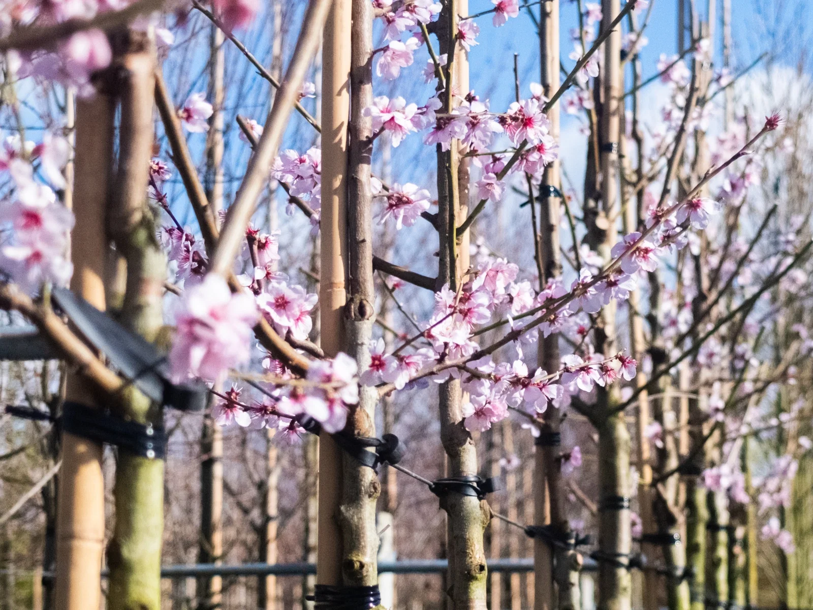 Prunus Dulcis (Amandelboom)-2