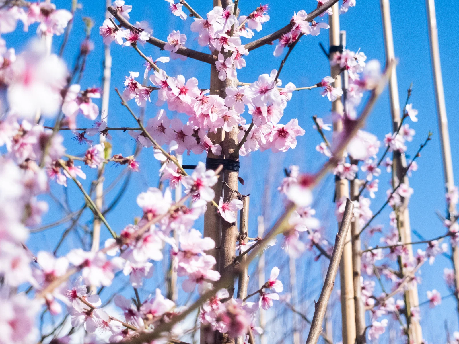 Prunus Dulcis (Amandelboom)-8