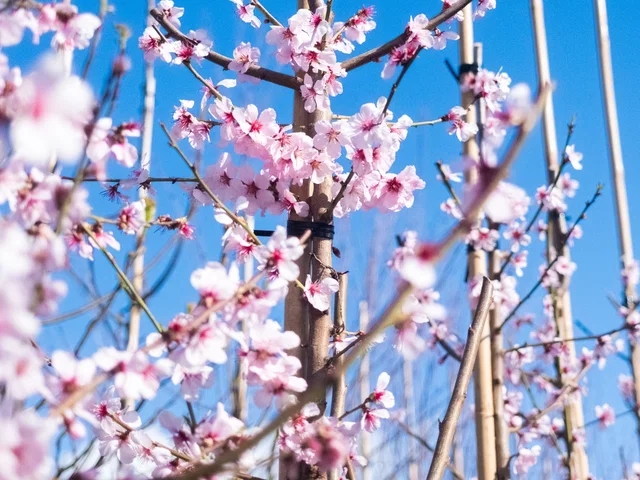 Prunus Dulcis Avijor Halbstamm (Mandelbaum)