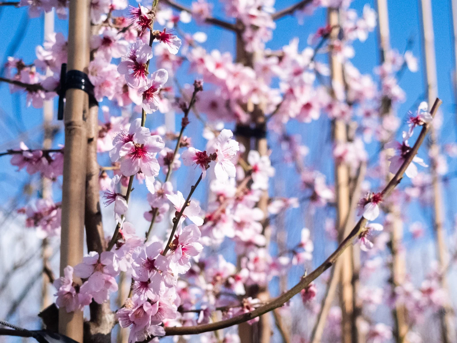 Prunus Dulcis (Amandelboom)-7