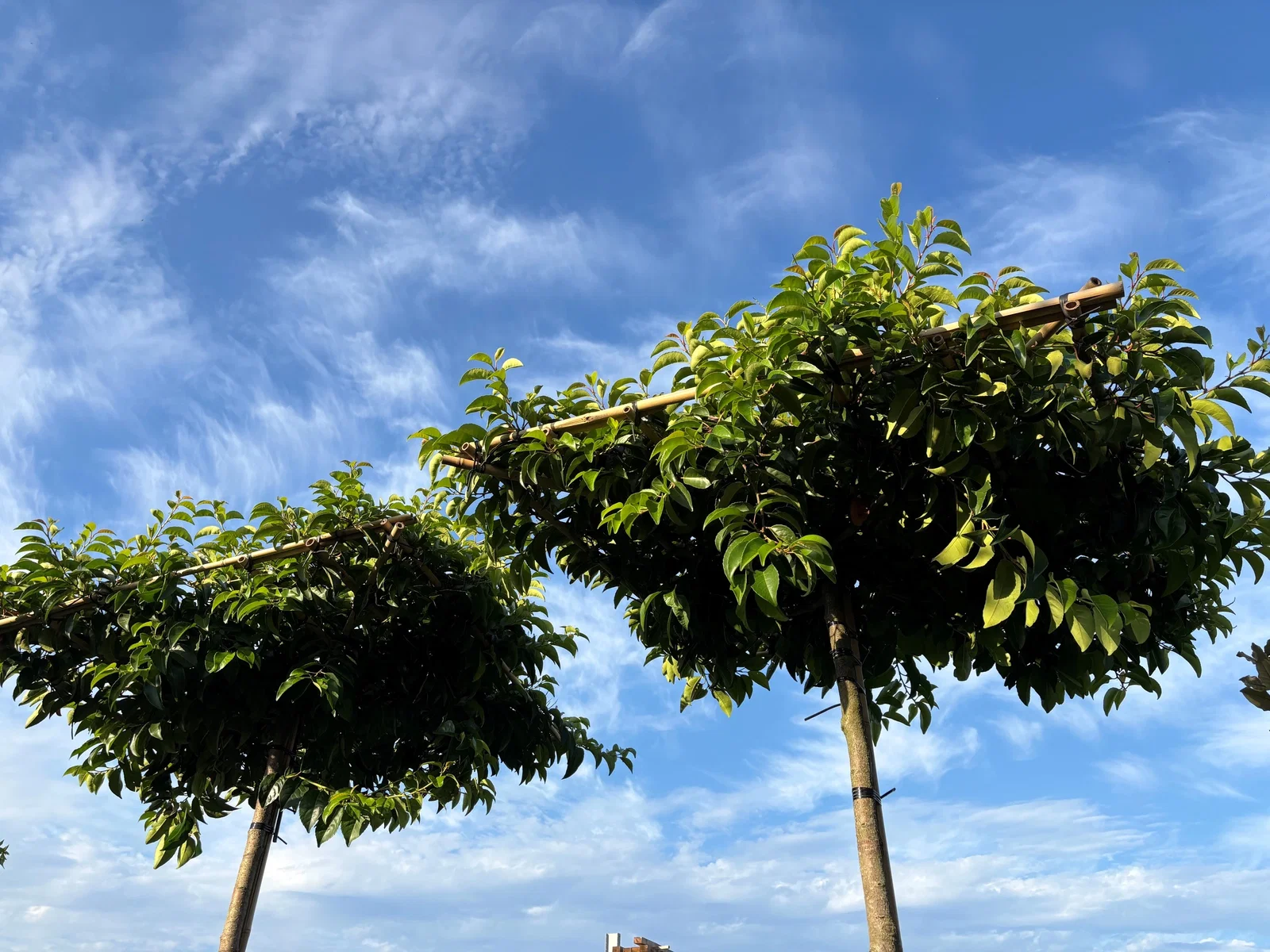 Prunus lusitanica Dakboom (Portugese laurier Dakboom)-5