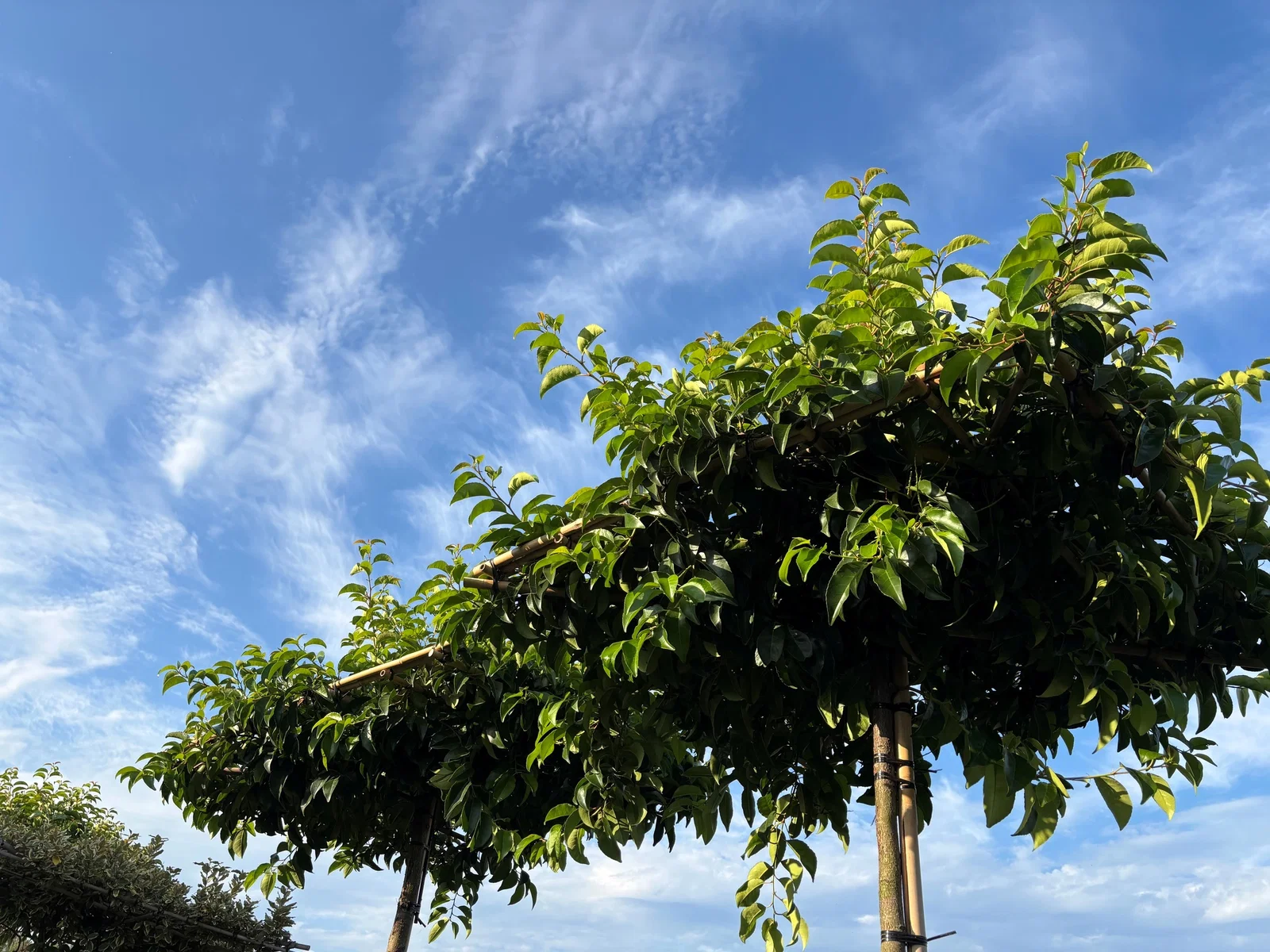 Prunus lusitanica Dakboom (Portugese laurier Dakboom)-1