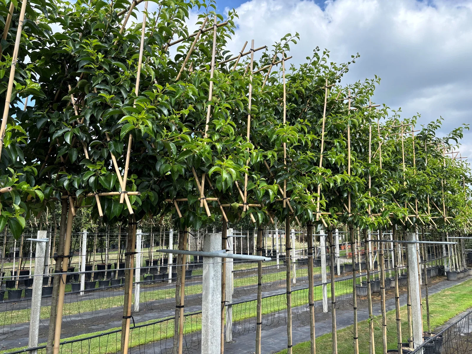 Prunus Lusitanica Tico Spalierbaum (Portugiesischer Kirschlorbeer)-1