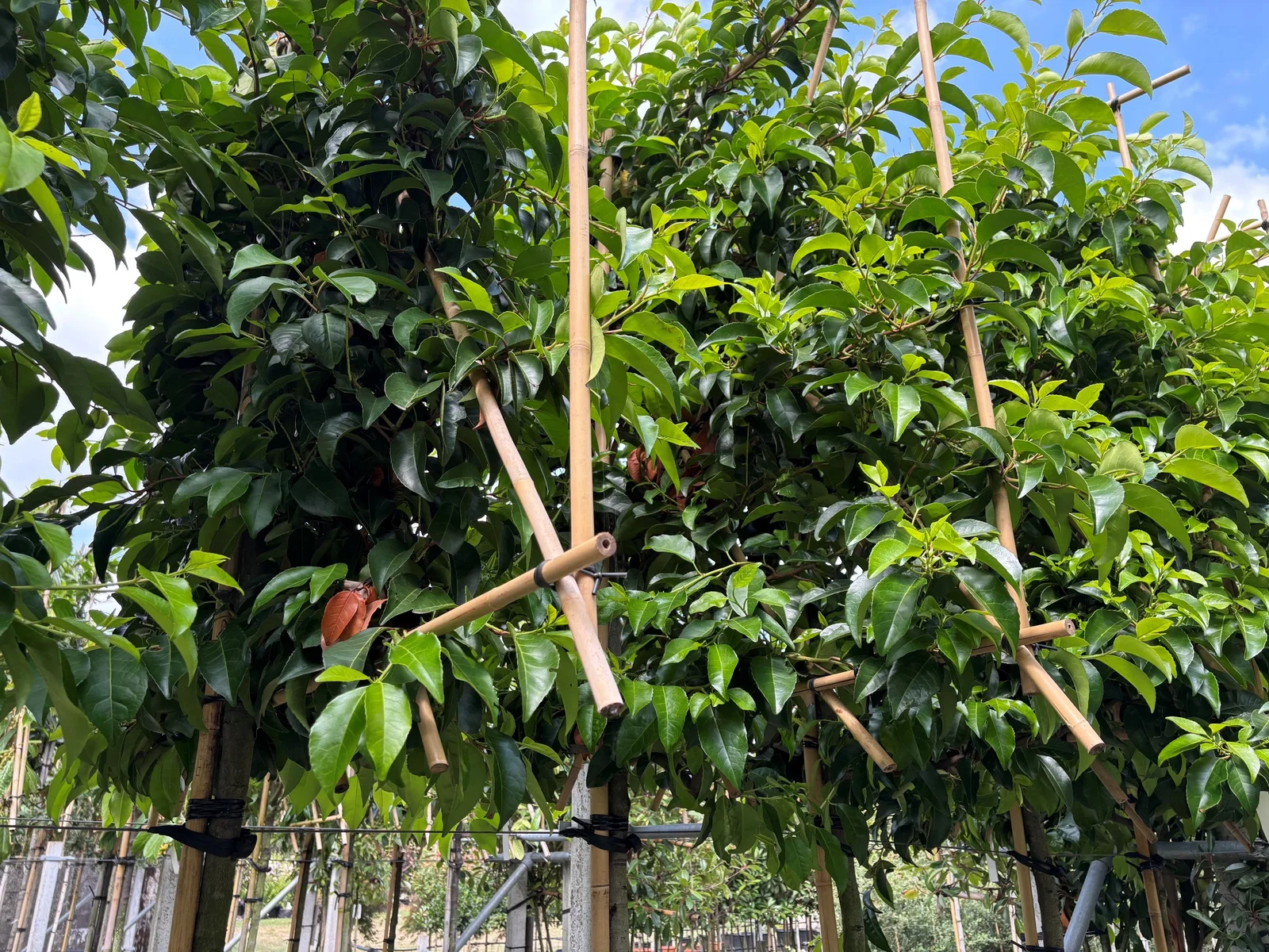 Prunus Lusitanica Tico Spalierbaum (Portugiesischer Kirschlorbeer)-4